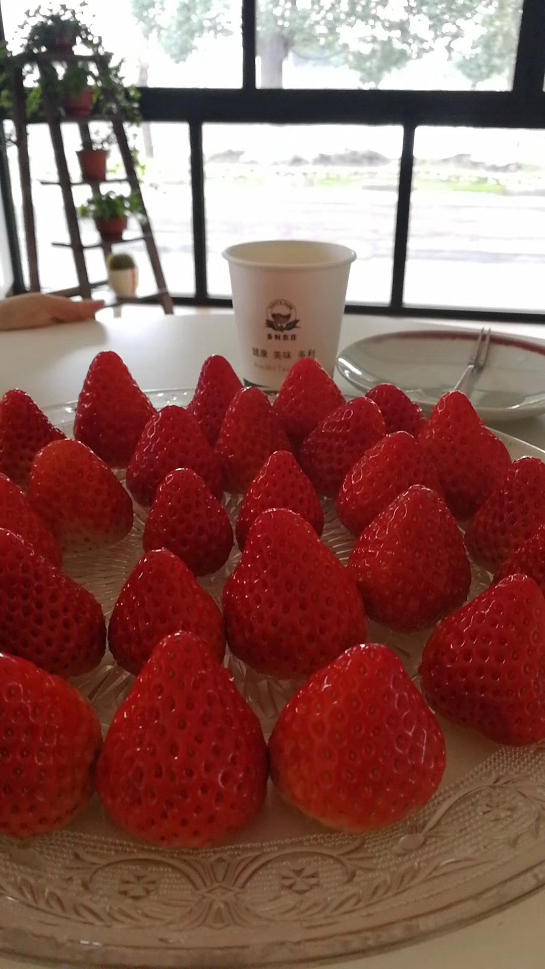 熟透的草莓沉甸甸地垂在翠葉間，像一顆顆綴著金芒的紅寶石。陽光吻過的表皮泛著濕潤光澤，輕輕一碰，汁水便滲出來，空氣里瞬時溢滿那種獨有的、清冽又濃醇的甜香——仿佛初夏的微風里打翻了蜜罐，又揉進了青草與露水的鮮靈。