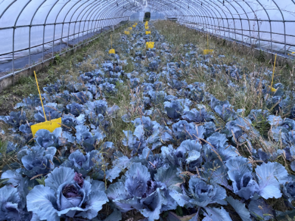 葉片緊實如飽滿的紫色繡球，外層披著銀霜般蠟質。切開的斷面泛起清亮光澤，散發特有的、介于青草與礦物之間的冷冽香氣，口感爽脆微甜。