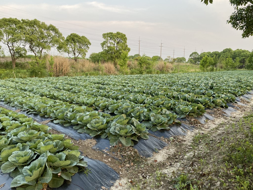 青菜葉片青翠欲滴，邊緣掛著清晨的露珠。葉脈清晰如細密的翡翠紋路，梗部飽滿水潤，透出白玉般的色澤。