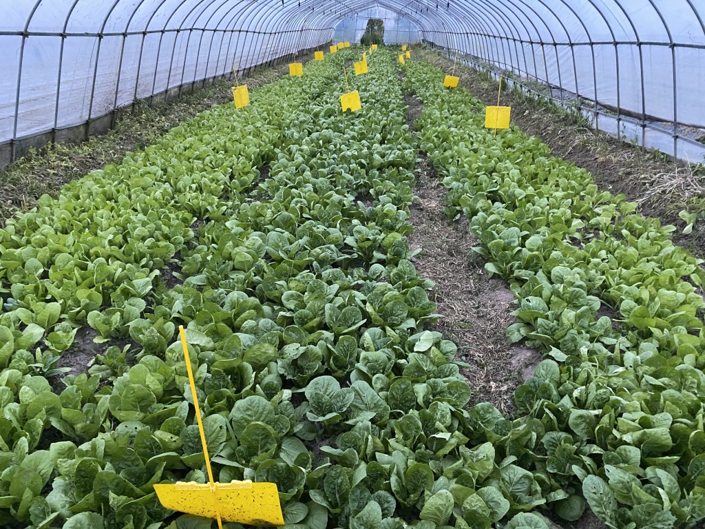 遵循自然農法，嚴禁化學農藥與合成肥料。通過輪作、生物防治與堆肥培育土壤活力，順應作物天性生長，收獲自然本味與純粹健康。